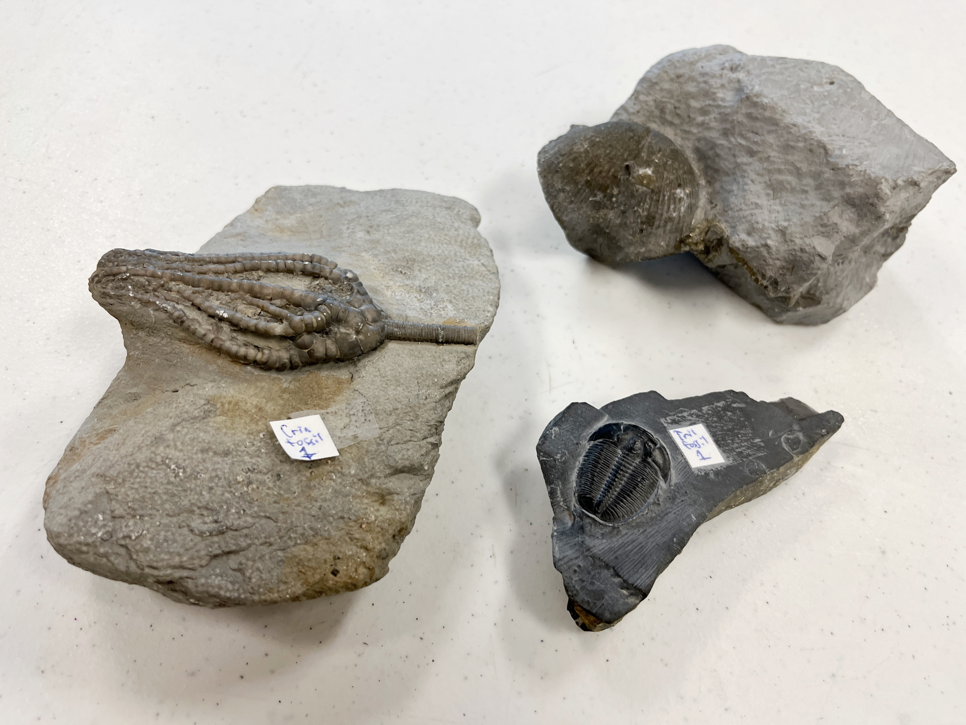 fossils