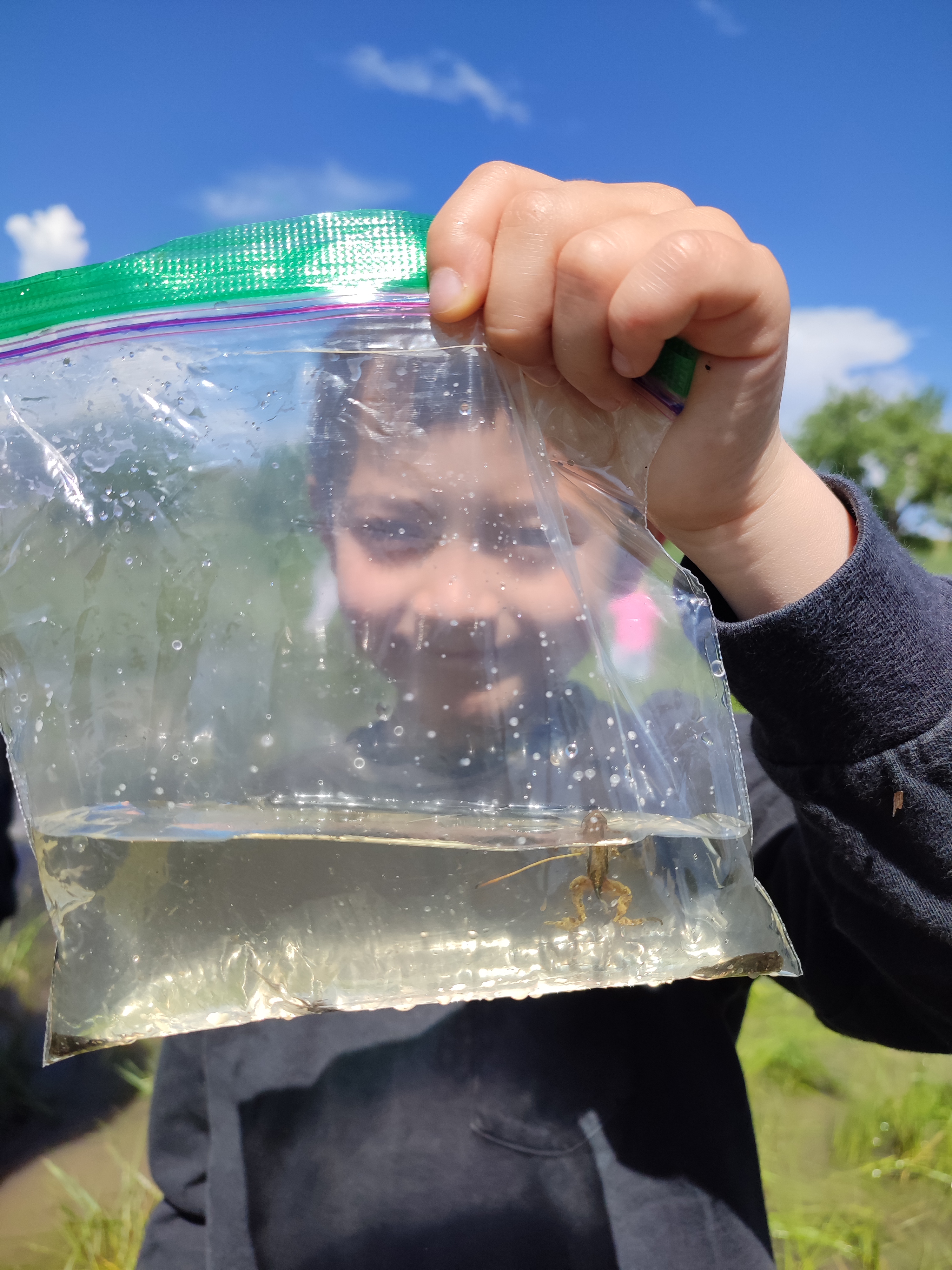 Un participante de la Academia Jr Ranger en busca de bichos de agua. Foto cortesía de la ciudad de Westminster