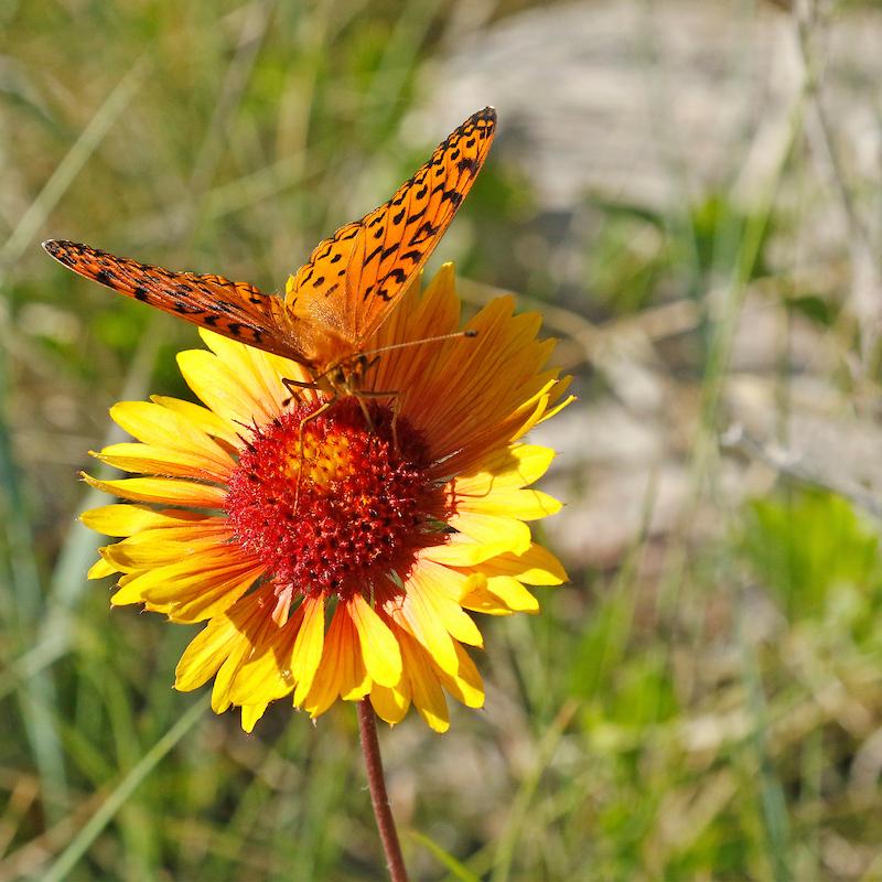 Butterfly on yellow flower.