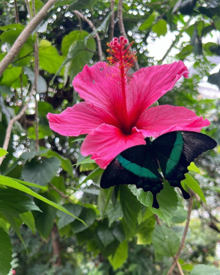 Pink flower with butterfly on it.