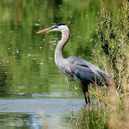 Heron on the Yampa River. Photo by Vic Schendel, courtesy of CPW.
