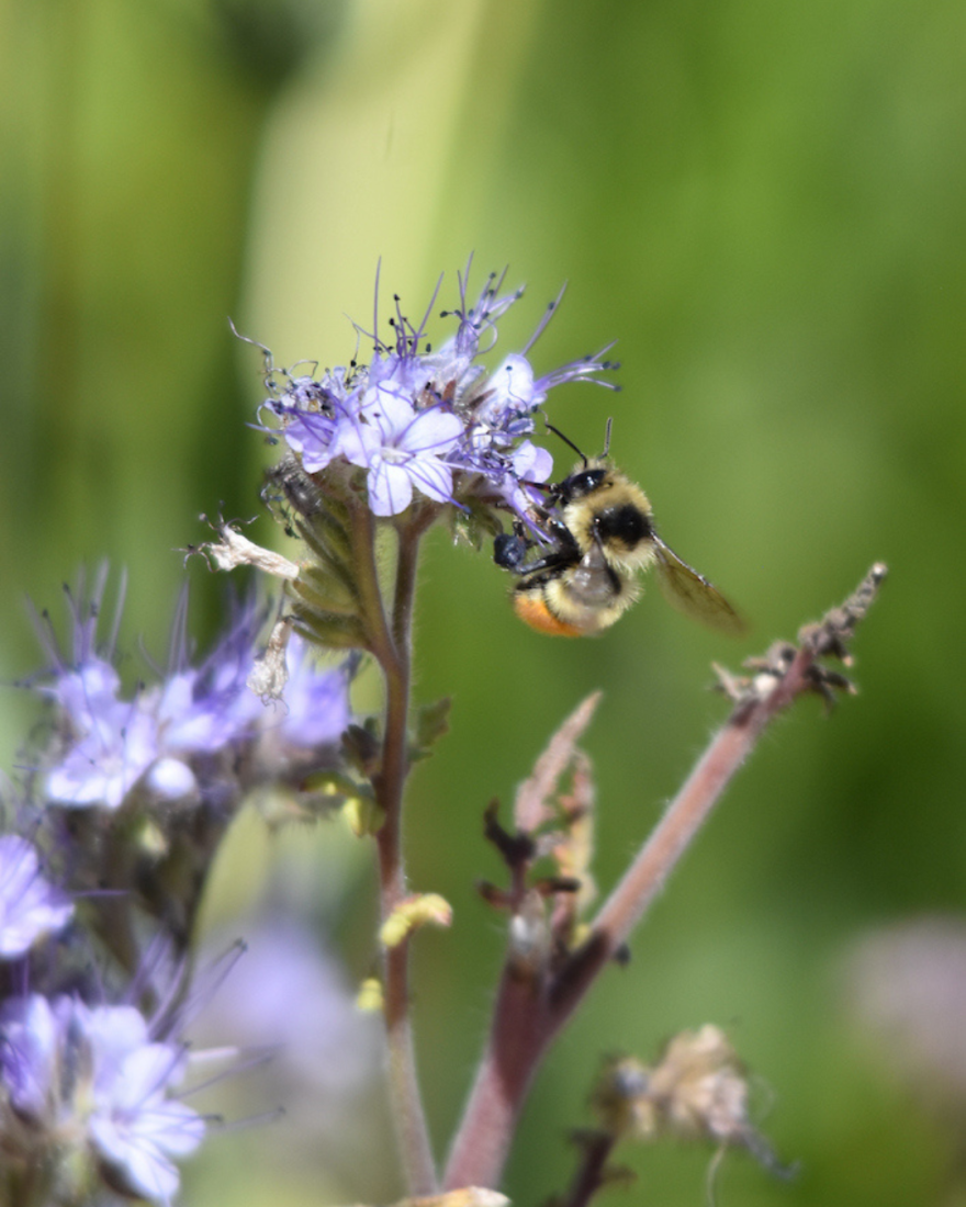 Bee on purple flowers.